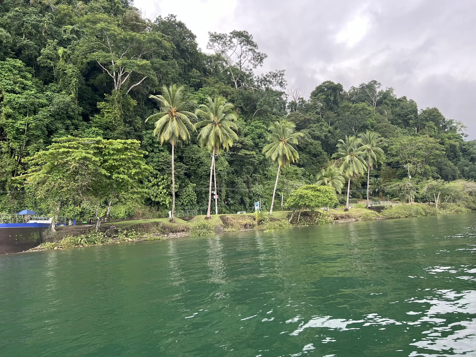 Local wildlife in the jungle surrounding Playa Zancudo, Costa Rica